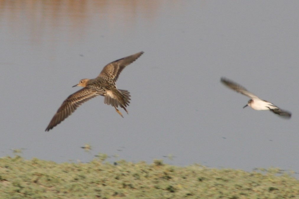 Buff-breasted Sandpiper - ML627810110