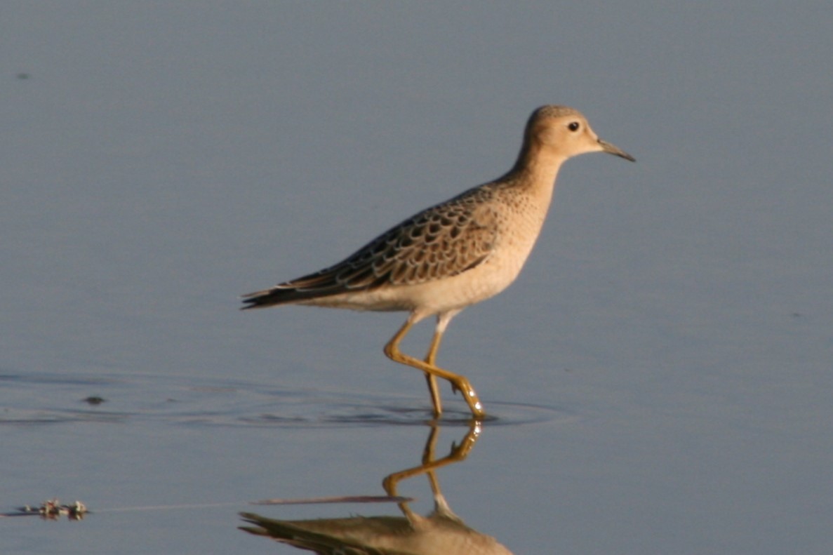 Buff-breasted Sandpiper - ML627810111