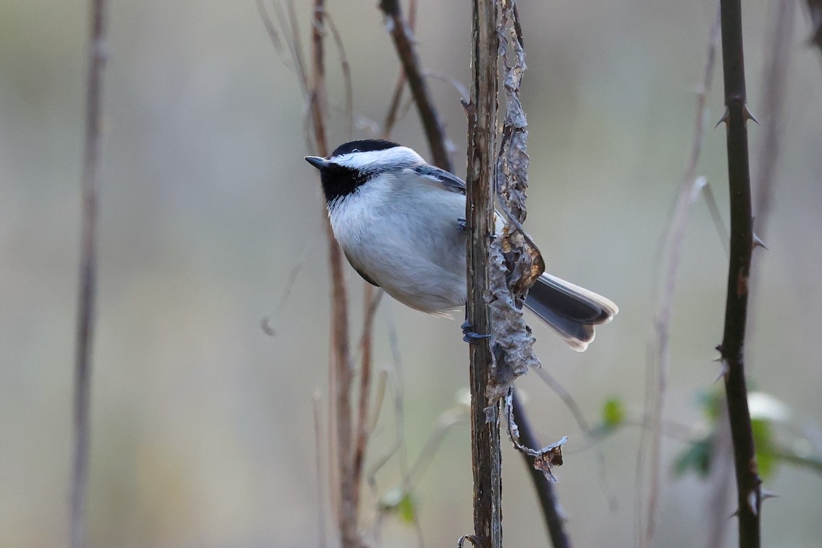 Carolina Chickadee - ML627810143