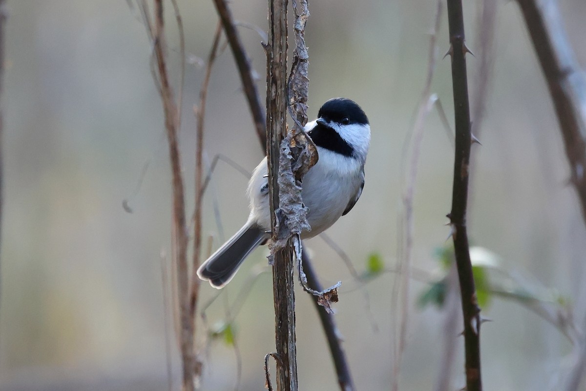 Carolina Chickadee - ML627810144