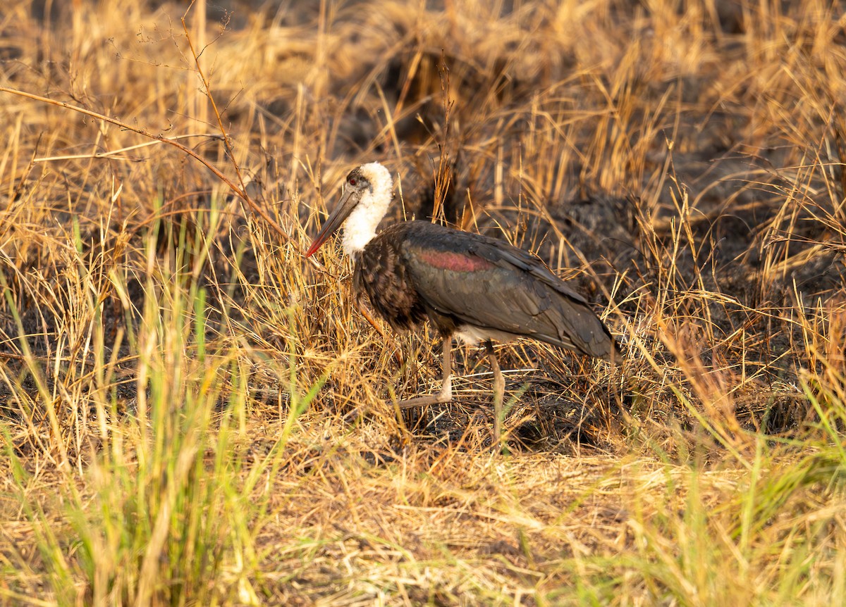 Cigüeña Lanuda Africana - ML627810222