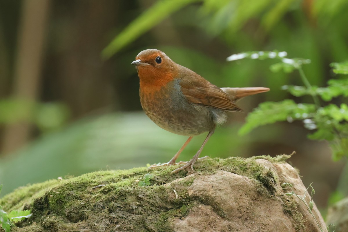 Japanese Robin - ML627810240