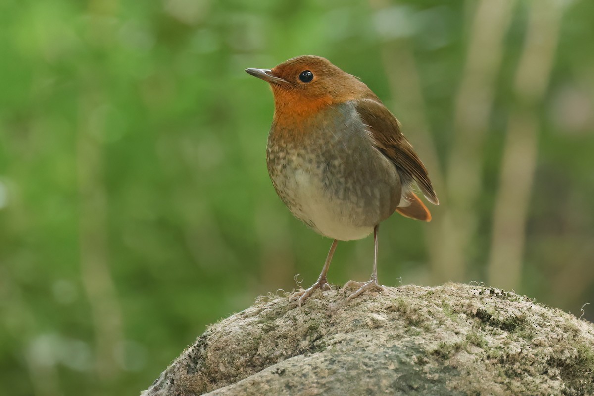 Japanese Robin - ML627810241