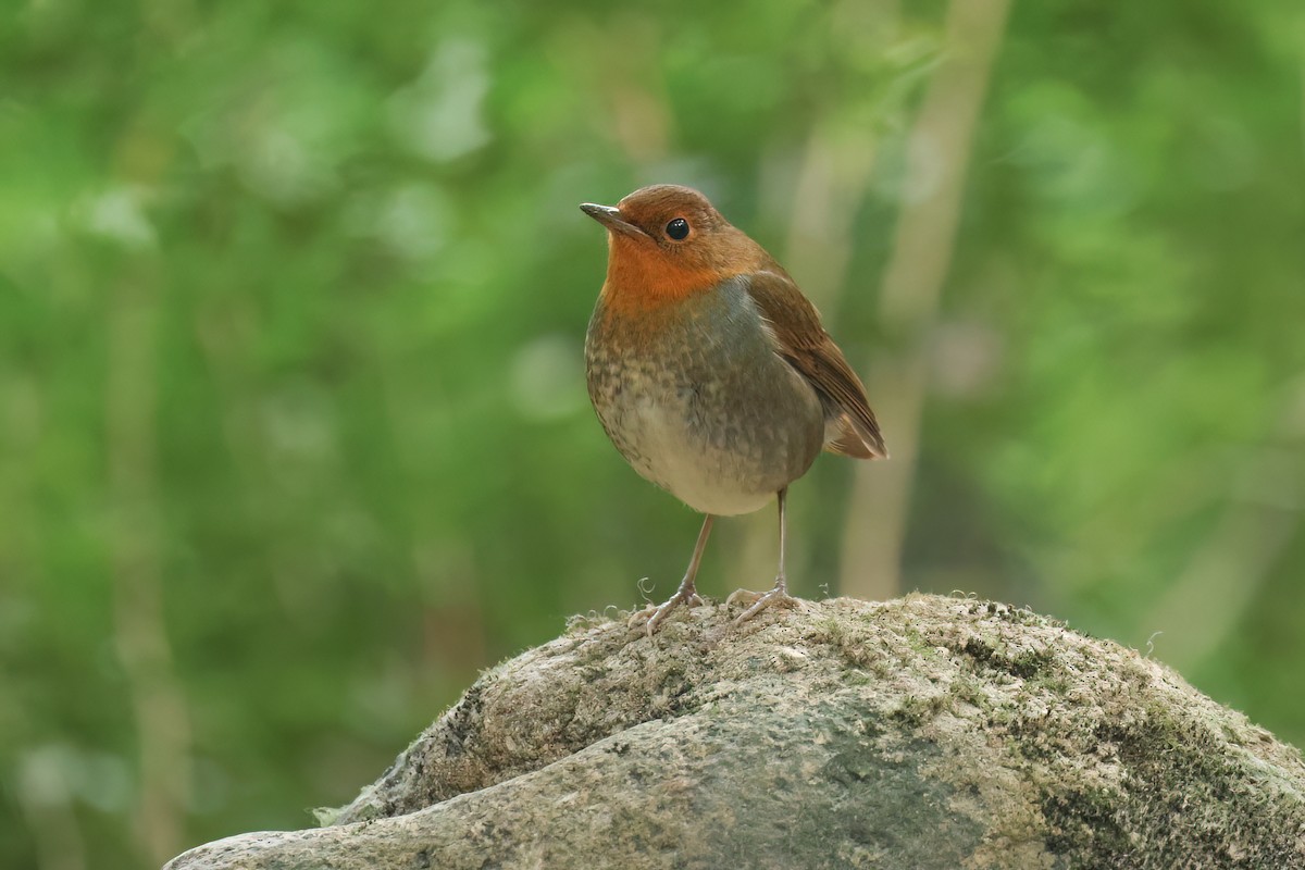 Japanese Robin - ML627810242