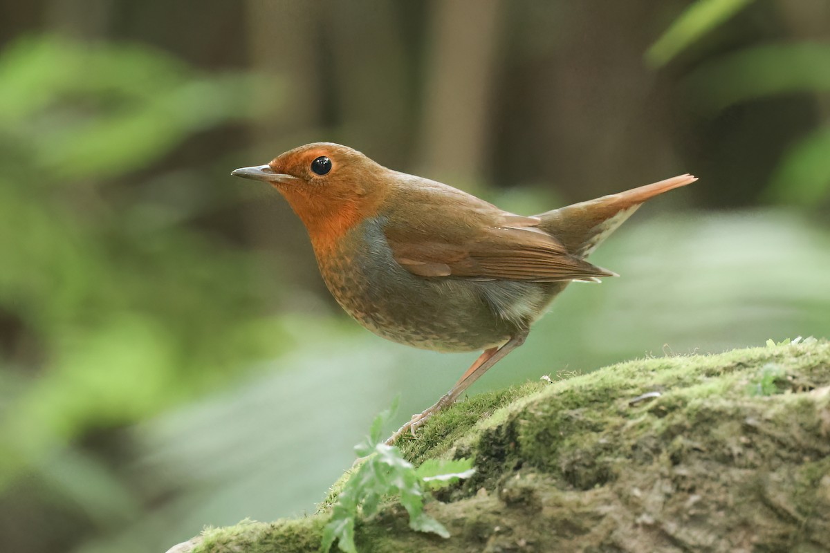 Japanese Robin - ML627810243