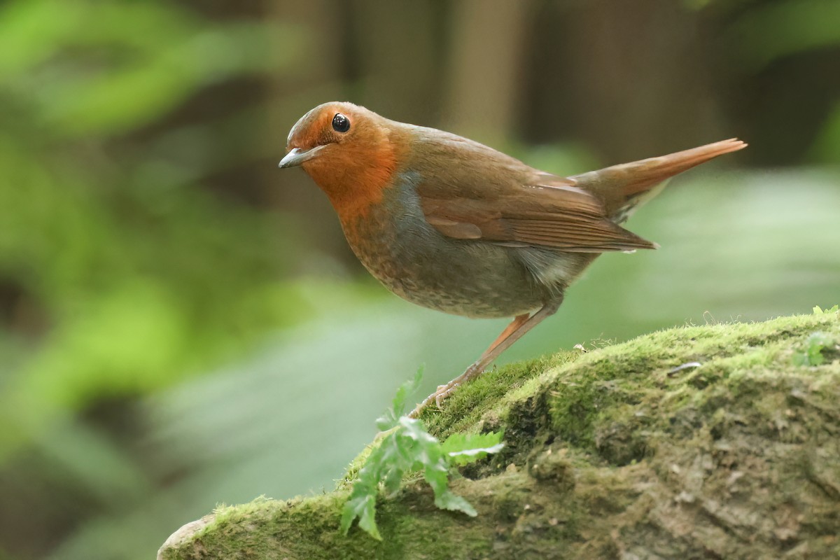 Japanese Robin - ML627810244