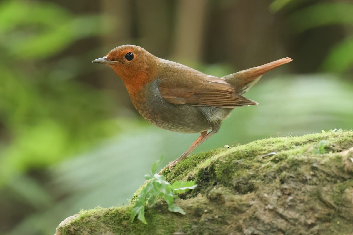 Japanese Robin - ML627810245