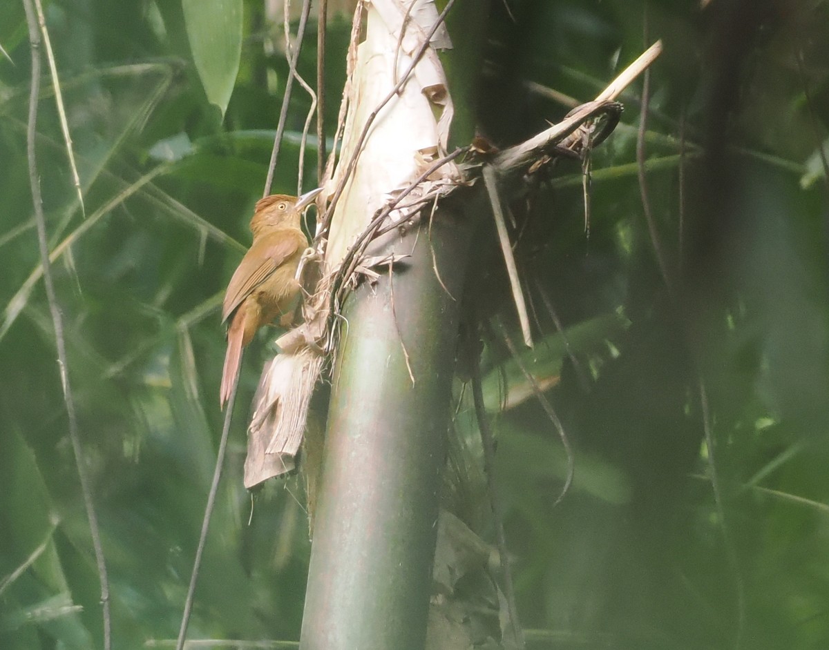 Chestnut-crowned Foliage-gleaner - ML627810356