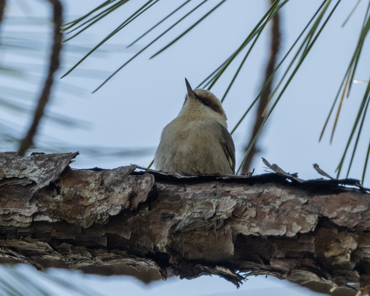 Brown-headed Nuthatch - ML627810357