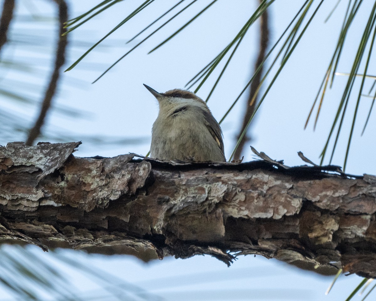 Brown-headed Nuthatch - ML627810358