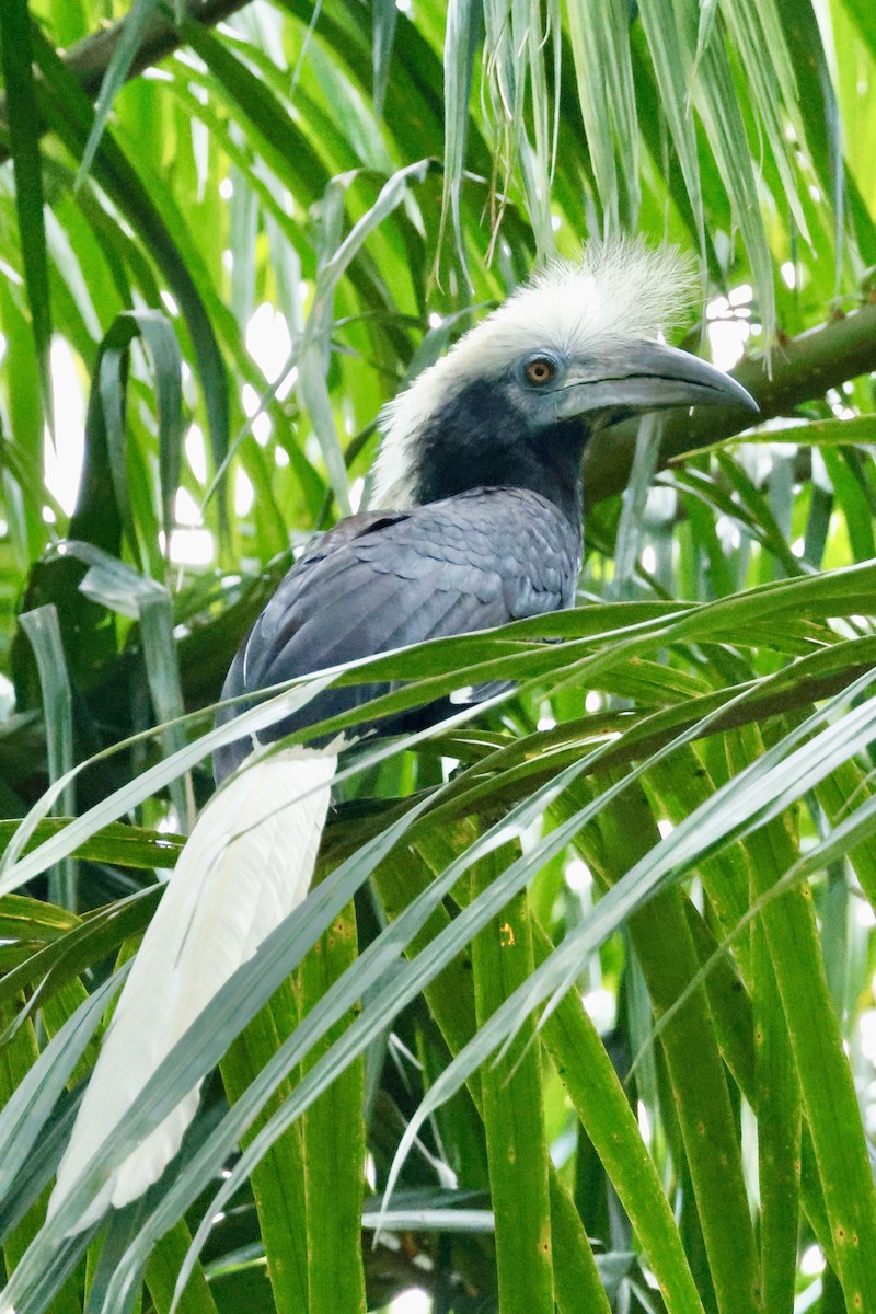 Cálao Cabeciblanco - ML627810396