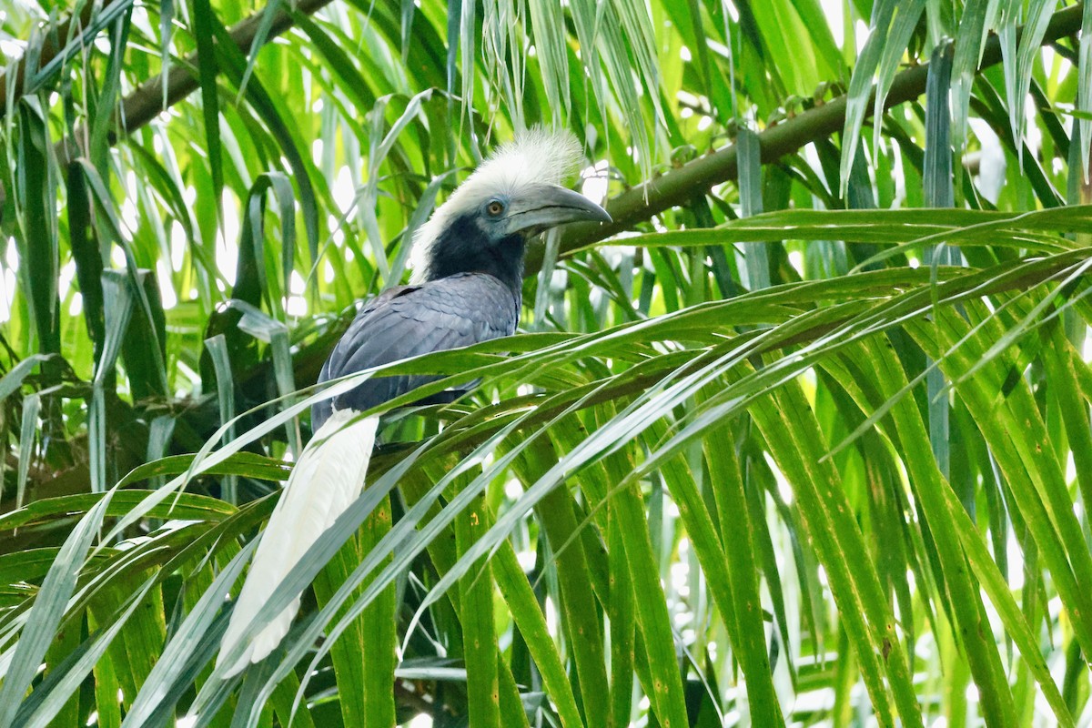 Cálao Cabeciblanco - ML627810397