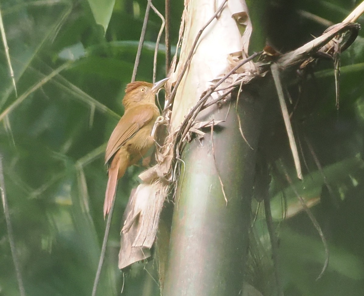 Chestnut-crowned Foliage-gleaner - ML627810403