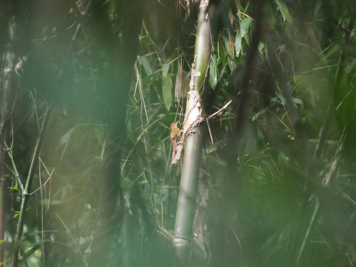 Chestnut-crowned Foliage-gleaner - ML627810407