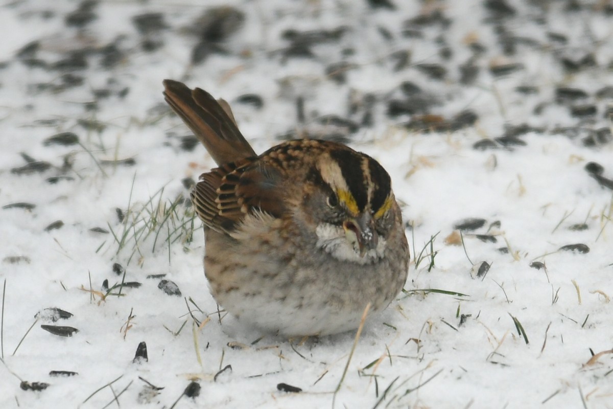 White-throated Sparrow - ML627810443