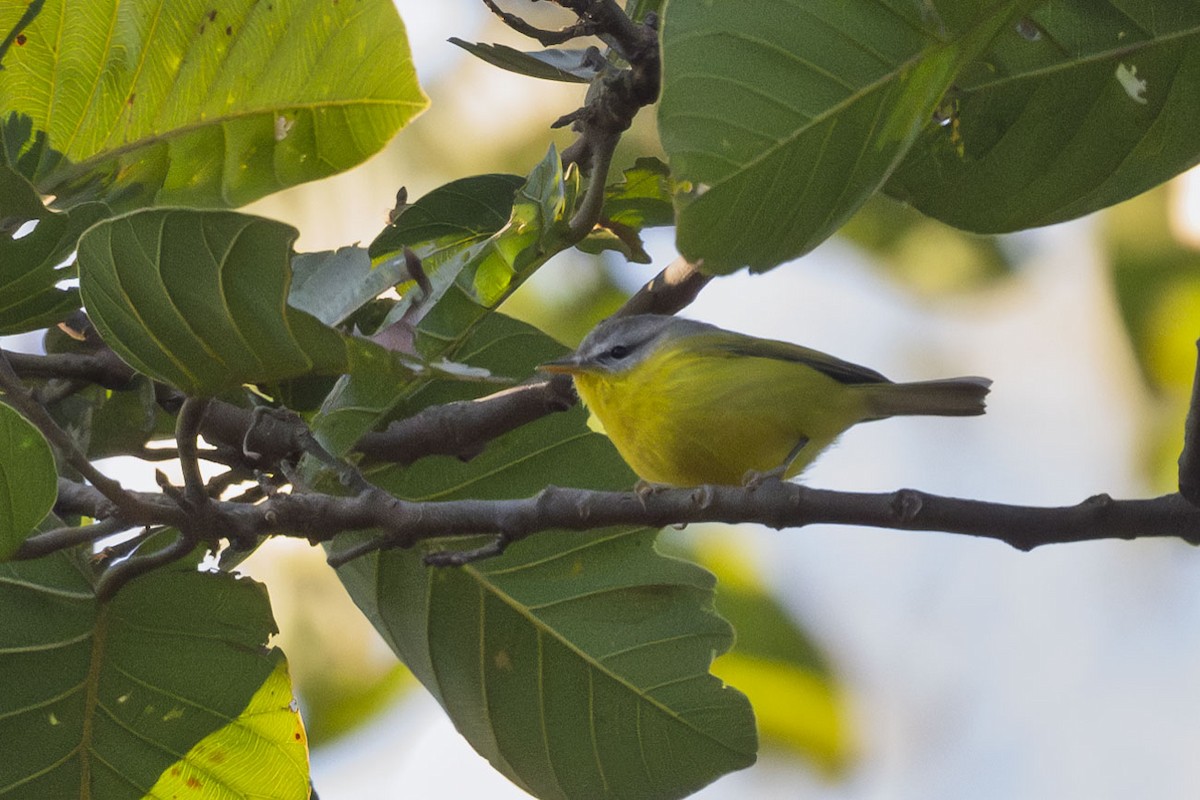 Gray-hooded Warbler - ML627810475