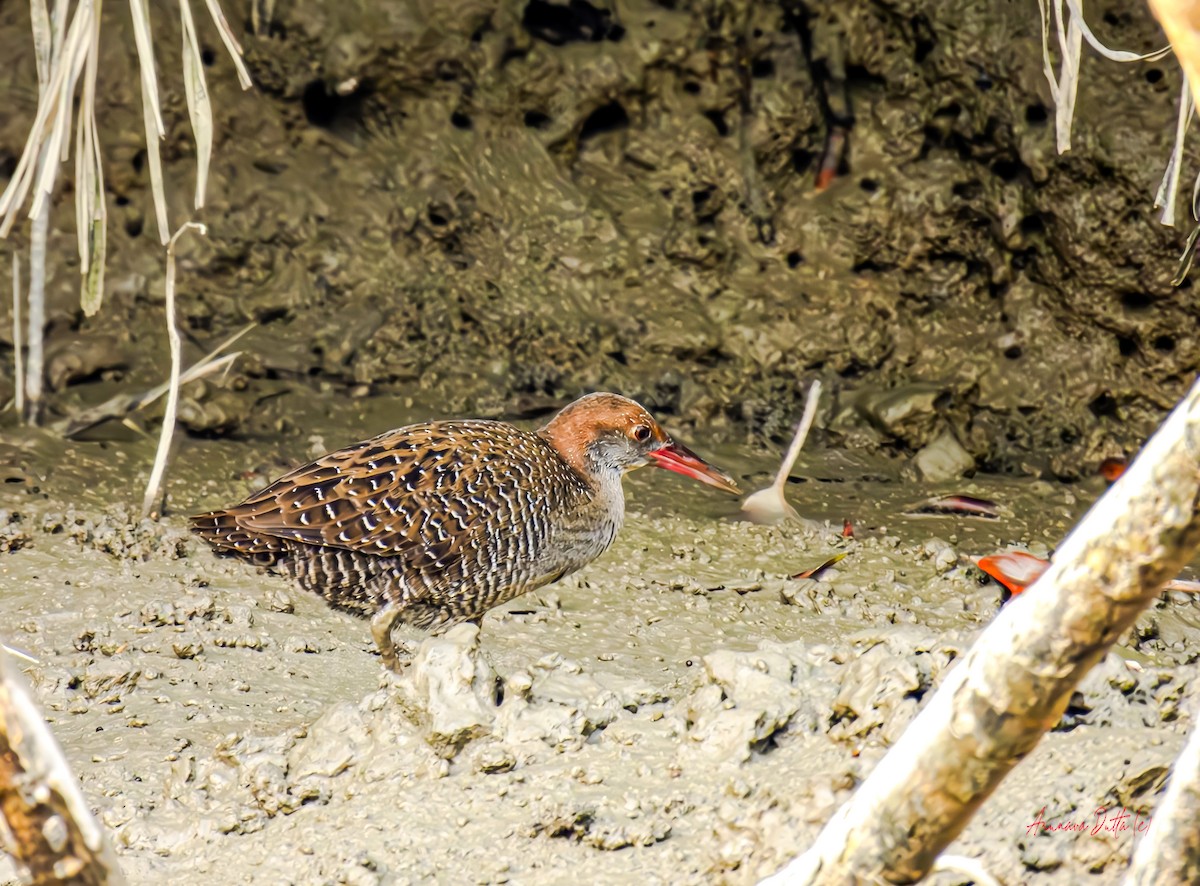 Slaty-breasted Rail - ML627810481