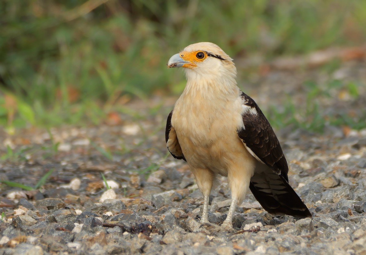 Yellow-headed Caracara - ML627810483