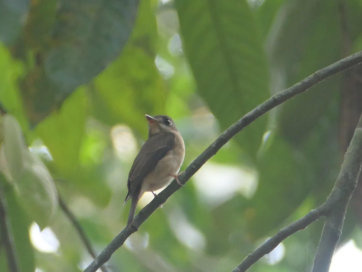 Brown-breasted Flycatcher - ML627810614
