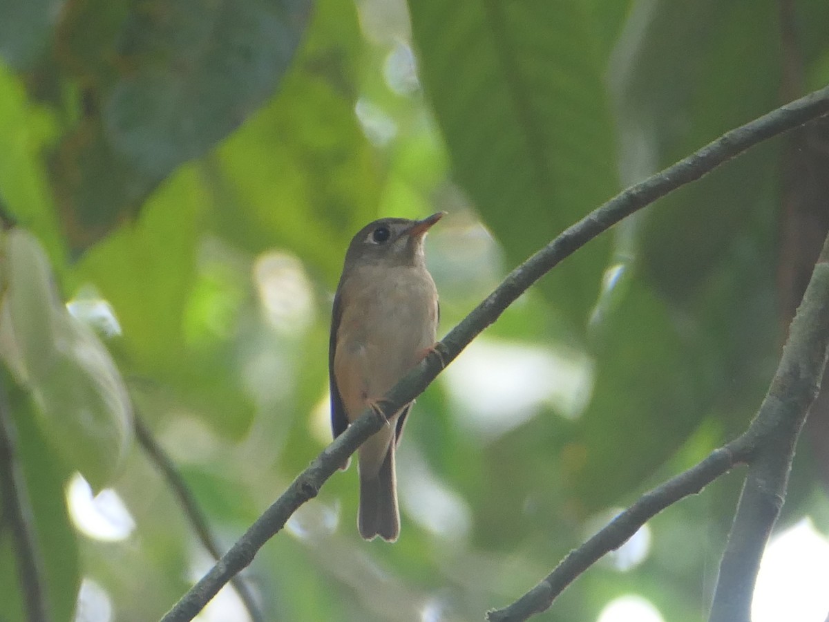 Brown-breasted Flycatcher - ML627810615