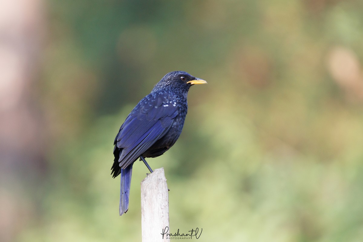 Blue Whistling-Thrush - ML627810654