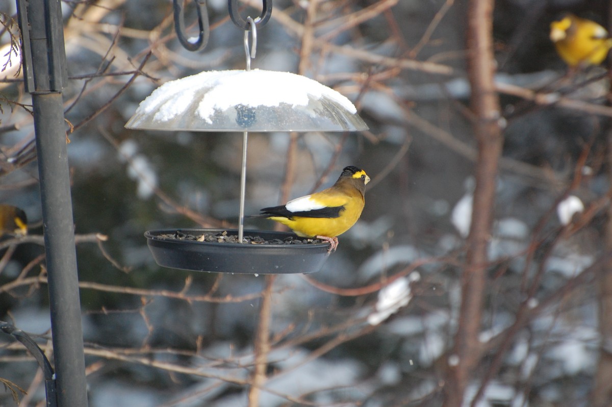 Evening Grosbeak - ML627810671