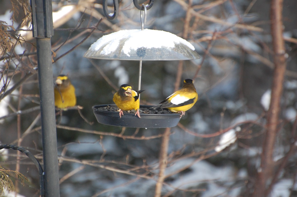 Evening Grosbeak - ML627810672