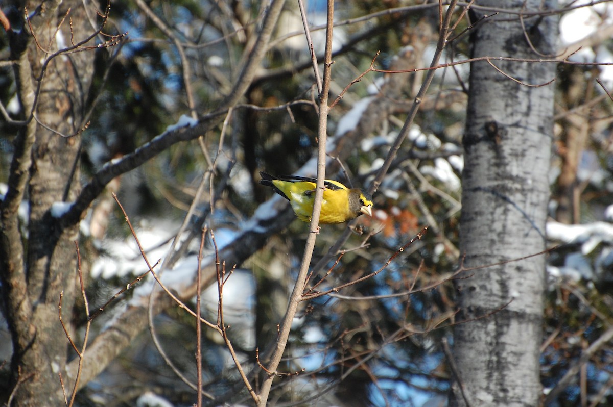 Evening Grosbeak - ML627810673