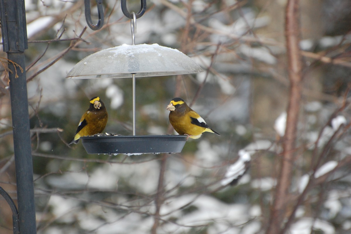 Evening Grosbeak - ML627810674