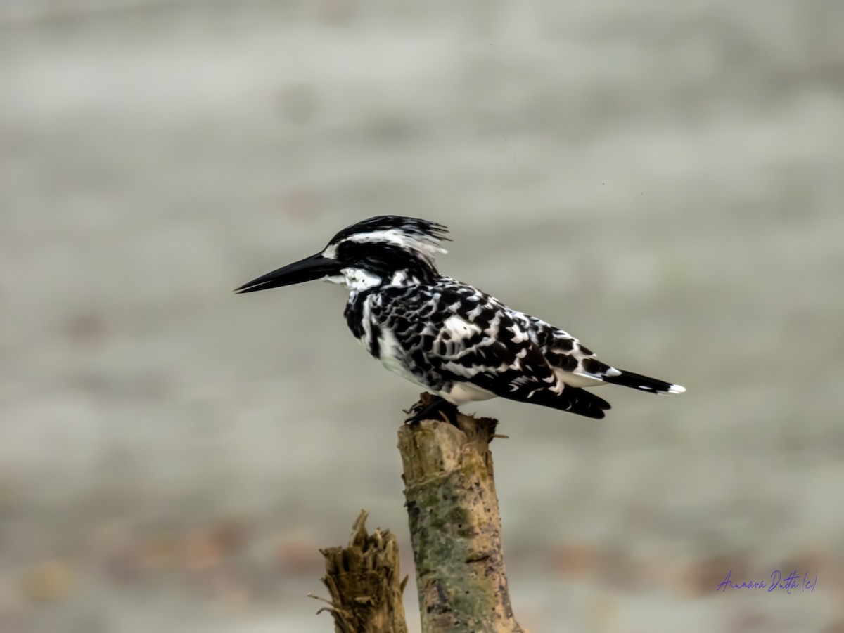 Pied Kingfisher - ML627810699