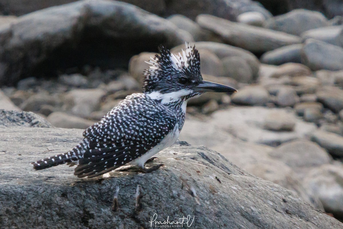 Crested Kingfisher - ML627810709