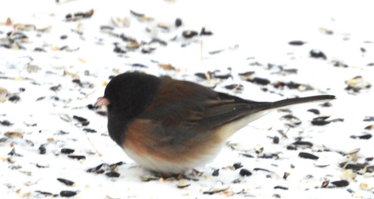 Dark-eyed Junco (Oregon) - ML627810724