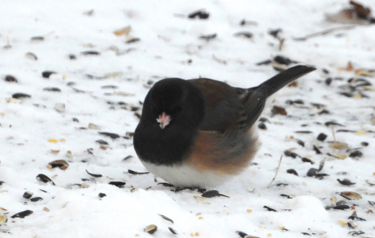Dark-eyed Junco (Oregon) - ML627810725