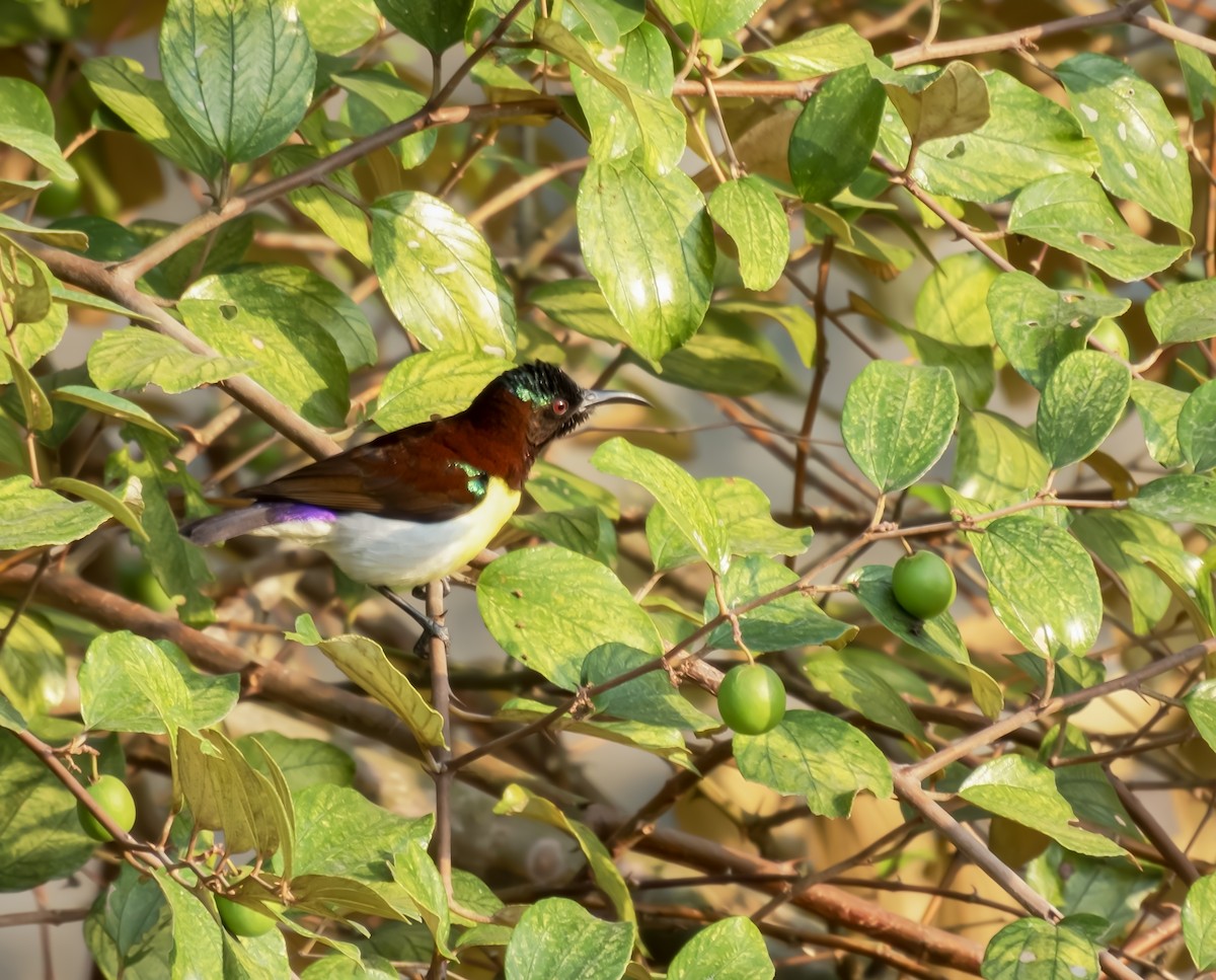 Purple-rumped Sunbird - ML627810734