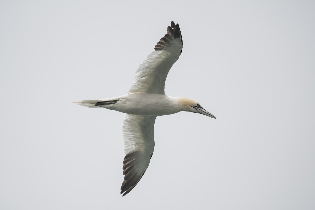 havsule - ML627810738