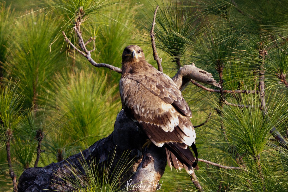 Steppe Eagle - ML627810740