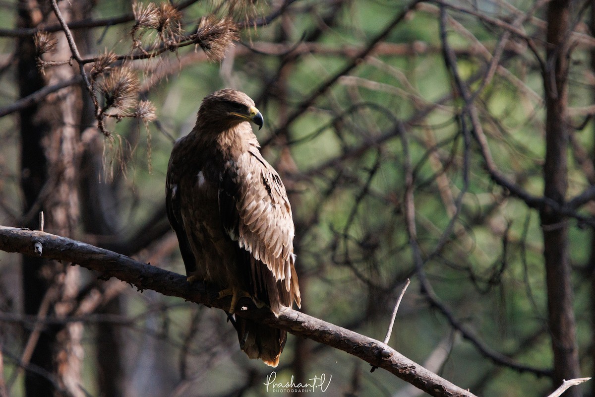 Steppe Eagle - ML627810741