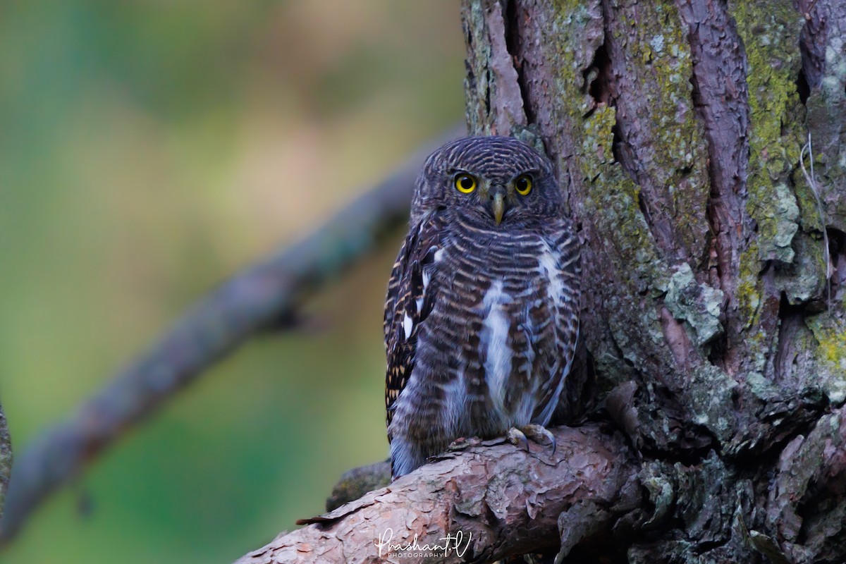 Asian Barred Owlet - ML627810747