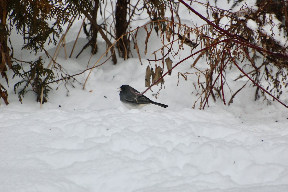 Dark-eyed Junco - ML627810753