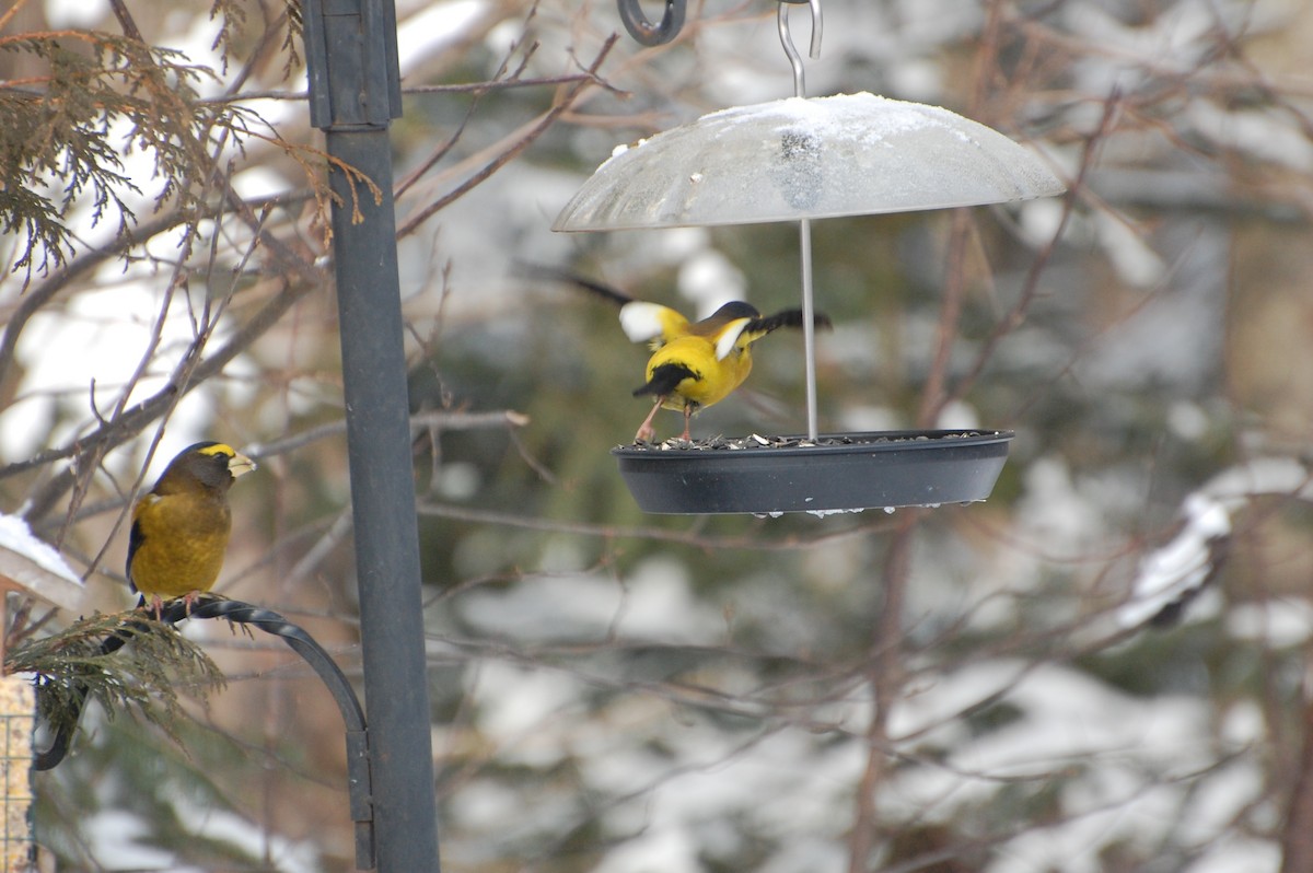 Evening Grosbeak - ML627810757