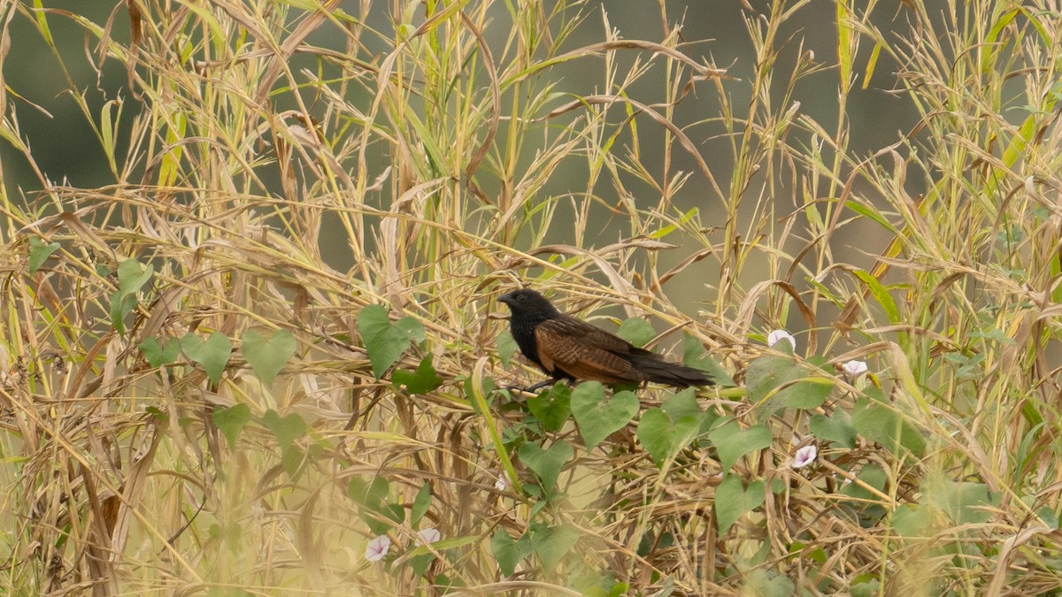 Black Coucal - ML627810774