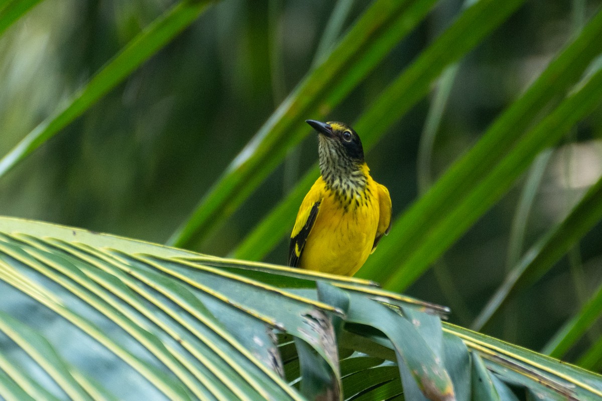 Black-hooded Oriole - ML627810791