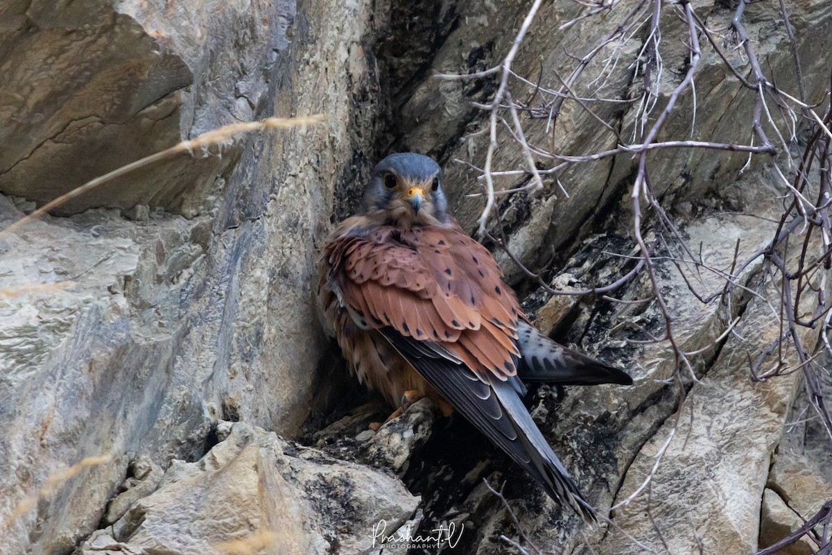 Eurasian Kestrel - ML627810811