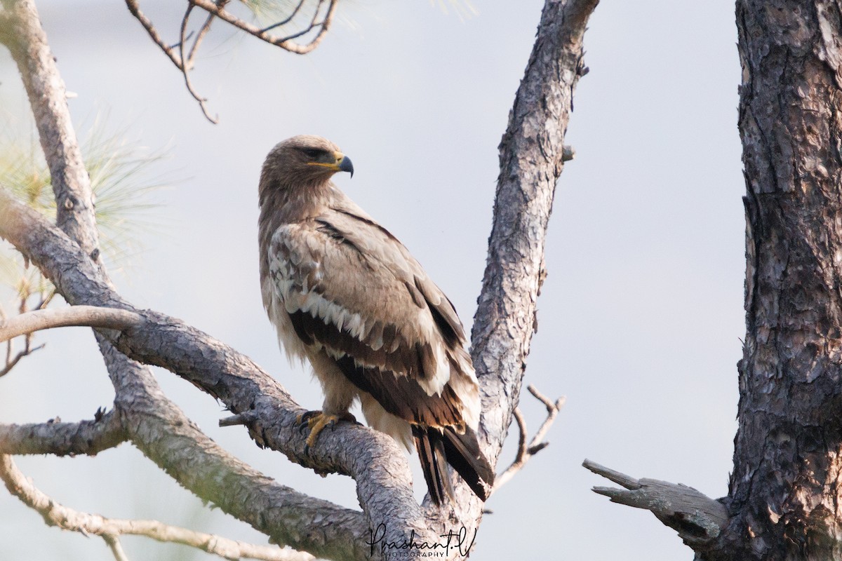 Steppe Eagle - ML627810837