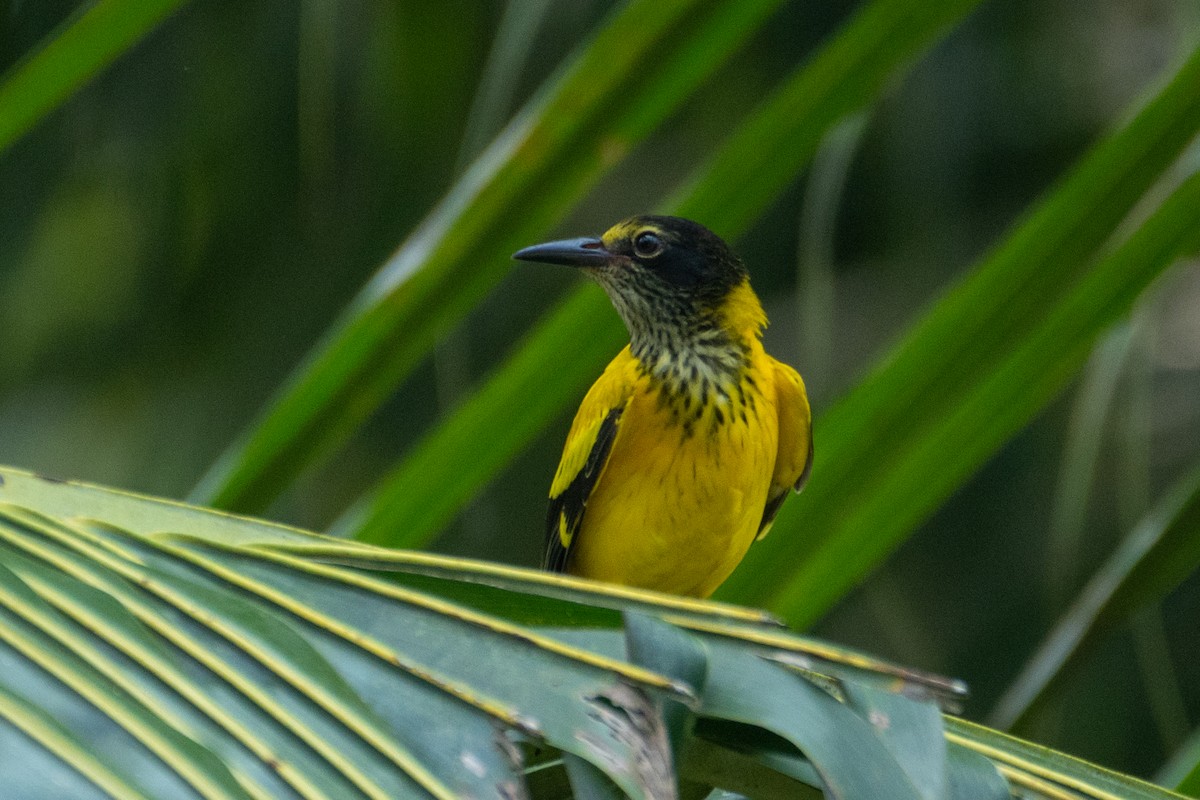 Black-hooded Oriole - ML627810842