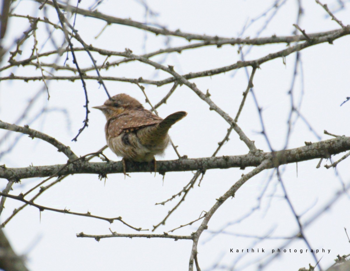Eurasian Wryneck - ML627810846