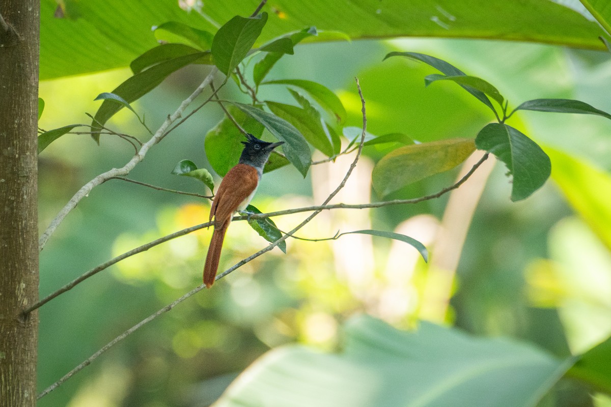 Indian Paradise-Flycatcher - ML627810852