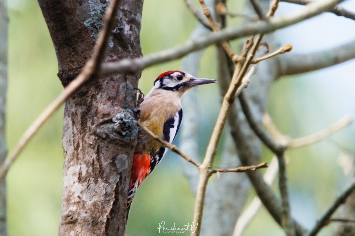 Himalayan Woodpecker - ML627810866