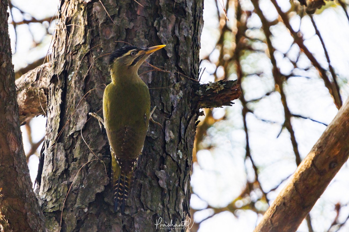 Scaly-bellied Woodpecker - ML627810871