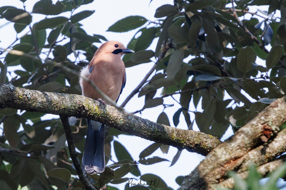 Eurasian Jay - ML627810876